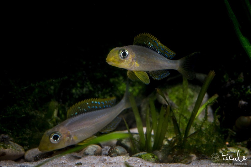 Xenotilapia sp. 'papilio sunflower' Chituta Bay